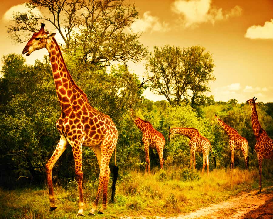 Johannesburg: 3-Day Panorama Tour with Kruger Park Safari - Three Rondavels: mountain shapes that connect to local homes