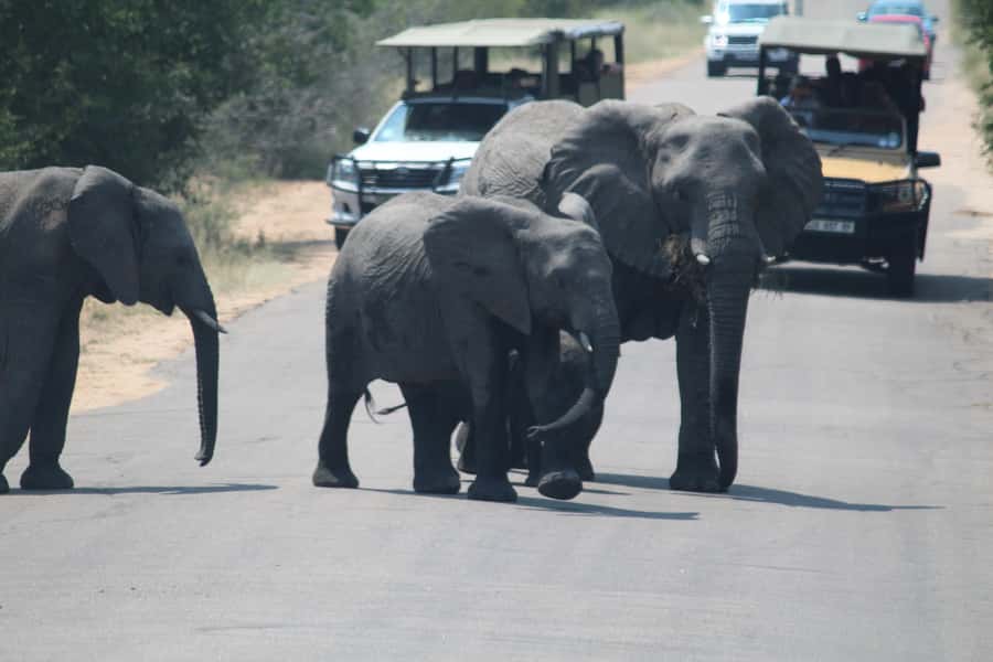 Johannesburg: 3-Day Panorama Tour with Kruger Park Safari - Waterhole time: why hippos and crocodiles change the mood