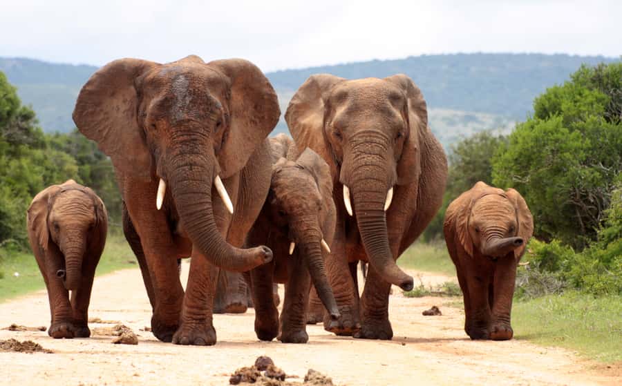 Johannesburg: 3-Day Panorama Tour with Kruger Park Safari - Who should book this Panorama and Kruger combo?