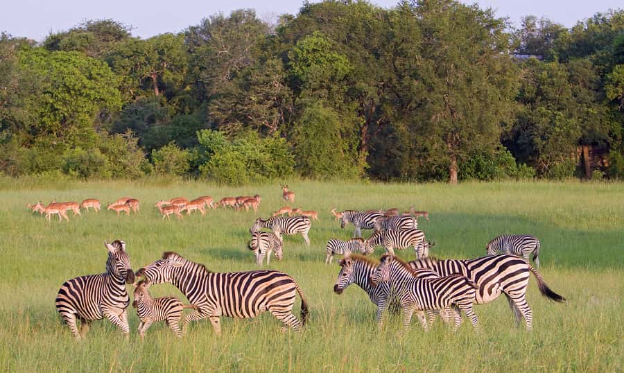 Johannesburg: 3-Day Panorama Tour with Kruger Park Safari - God’s Window: the viewpoint stop that turns into a full-body pause