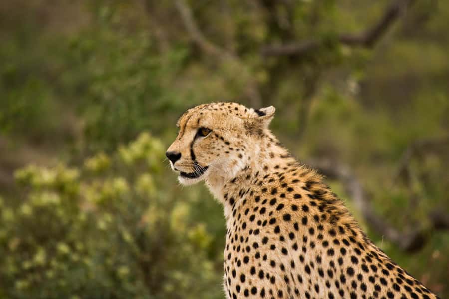 Johannesburg: Affordable 3 Day Kruger Park Safari - Key points worth knowing before you book