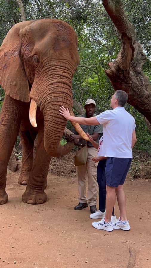 Johannesburg: Elephant and Monkey Sanctuary Half Day Tour - Key highlights worth waking up for