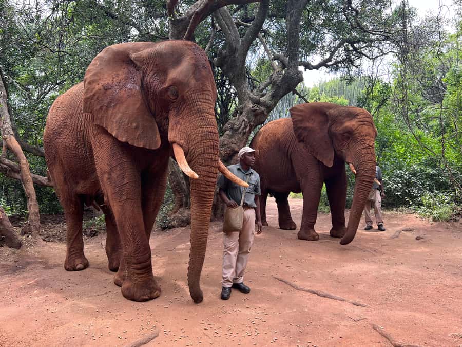 Johannesburg: Elephant and Monkey Sanctuary Half Day Tour - Why This Johannesburg Elephant and Monkey Combo Works