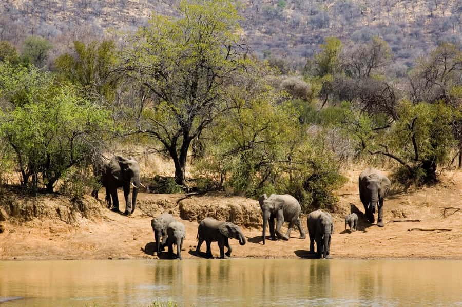 Johannesburg: Full Day Sun City & Pilanesberg Nature Reserve - Key things to know before you go