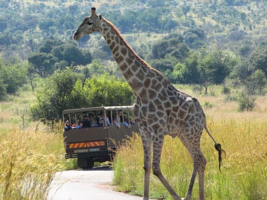 Johannesburg: Full Day Sun City & Pilanesberg Nature Reserve - Two icons in one day: Pilanesberg safari plus Sun City style