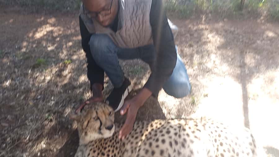 Johannesburg: Guided Walk with Lions in the African Bush - Johannesburg to the African bush: the time you really spend