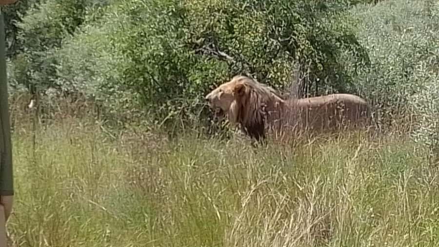 Johannesburg: Guided Walk with Lions in the African Bush - The lion bush deck and dam: where the viewing clicks into place