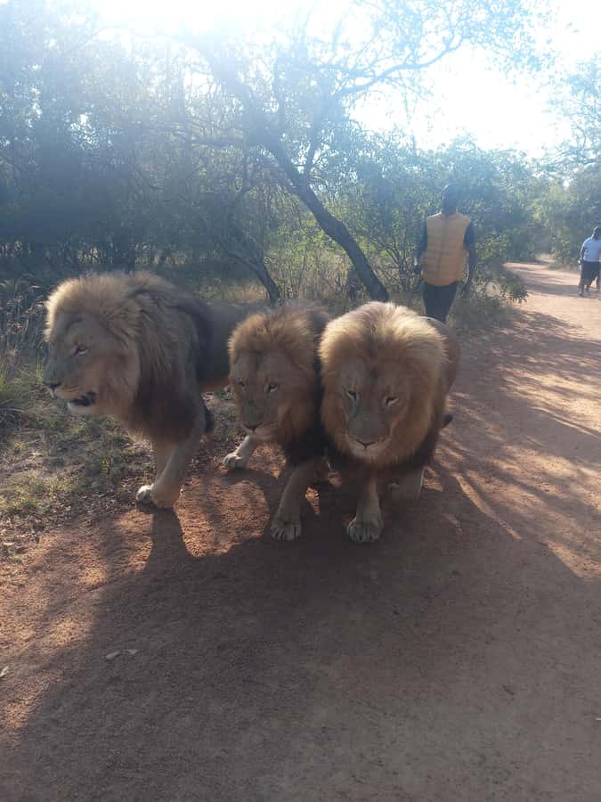 Johannesburg: Guided Walk with Lions in the African Bush - Guides and pacing: why the experience feels safe (when everyone follows the plan)