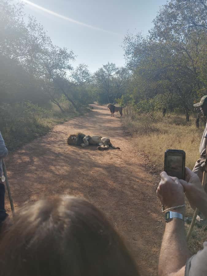 Johannesburg: Guided Walk with Lions in the African Bush - What’s included, what you still need to pay for