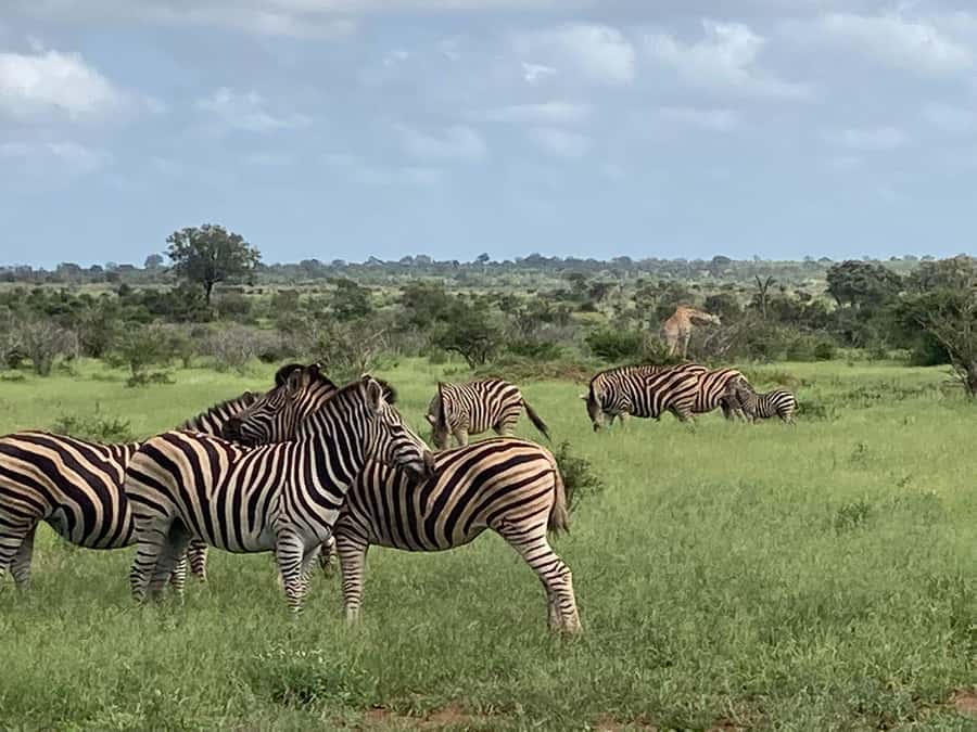 Johannesburg: Guided Walk with Lions in the African Bush - Photo opportunities without risky behavior