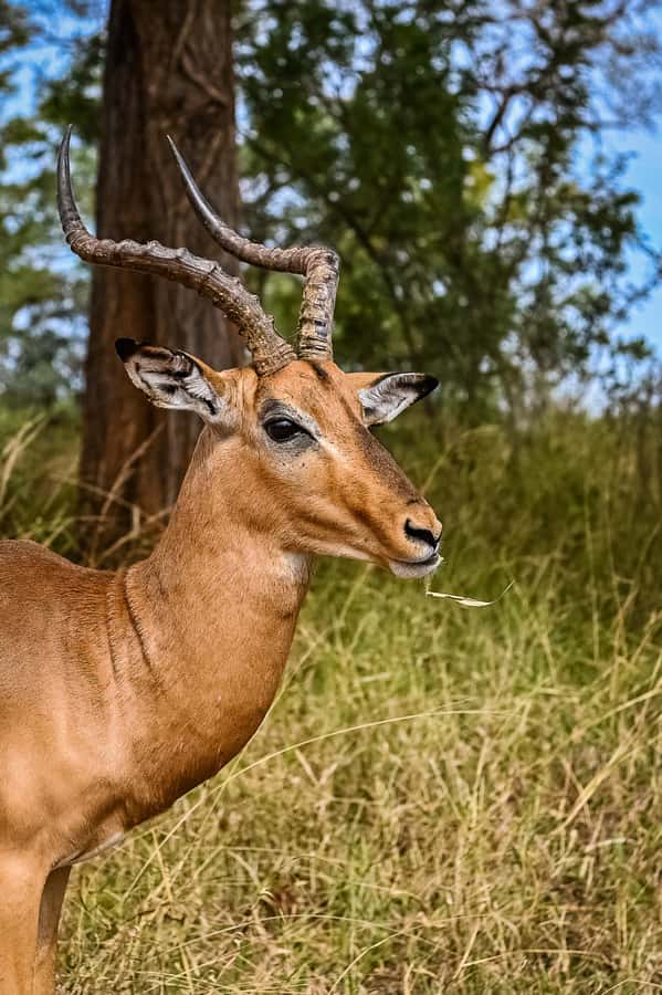 Johannesburg: Guided Walk with Lions in the African Bush - Is this worth it for you? Best-fit advice