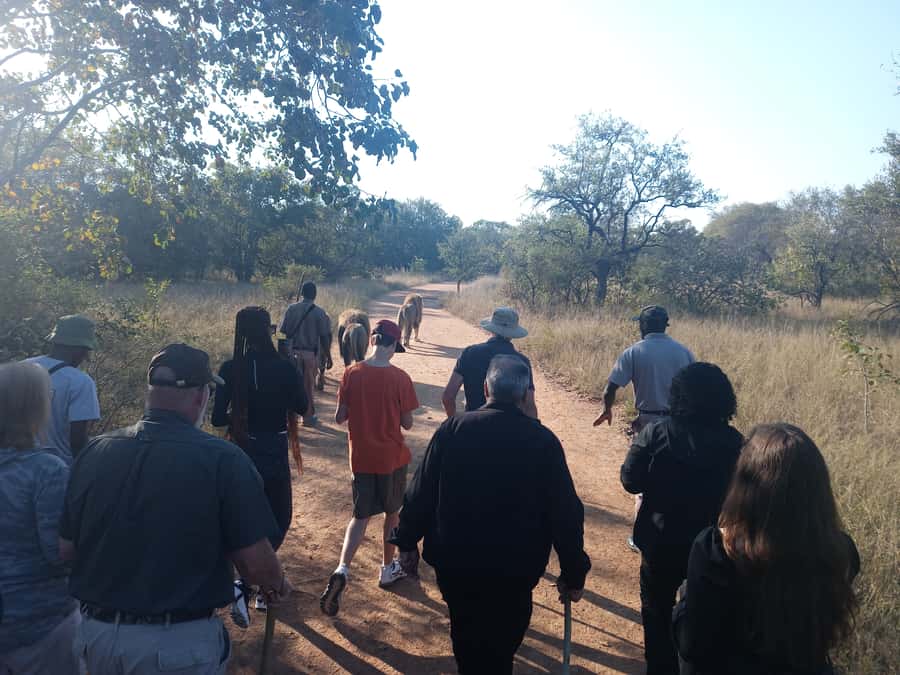 Johannesburg: Guided Walk with Lions in the African Bush - Lion walk etiquette: what you can do, and what you cannot