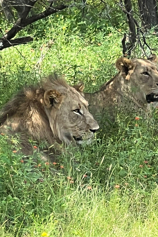 Johannesburg: Half-Day Big 5 Safari Tour - Key points to know before you go