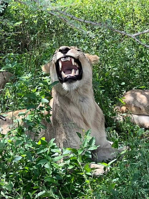 Johannesburg: Half-Day Big 5 Safari Tour - Johannesburg to Dinokeng: the drive that sets the tone