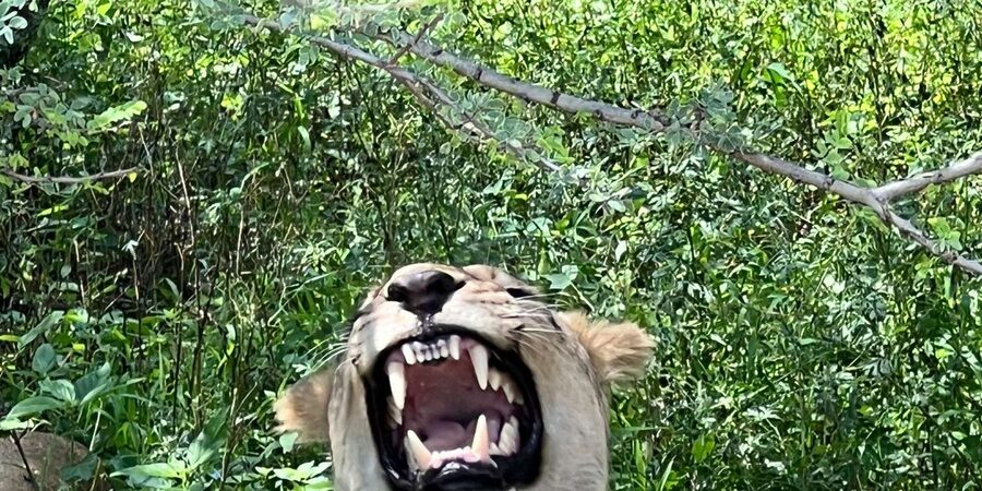 Johannesburg: Half-Day Big 5 Safari Tour - The open-air, ranger-led game drive: how you actually spot wildlife
