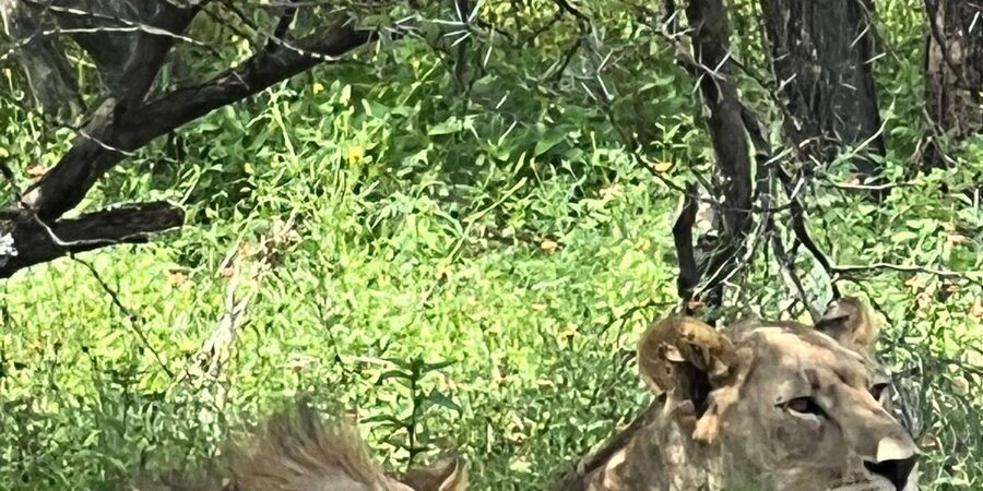 Johannesburg: Half-Day Big 5 Safari Tour - What’s included, what’s not, and how to plan your day