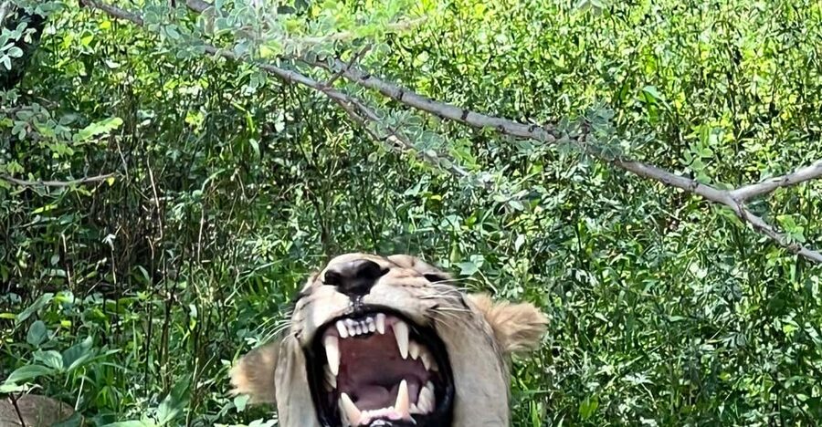 Johannesburg: Half-Day Big 5 Safari Tour - Price and value: is $202 per person a fair deal?