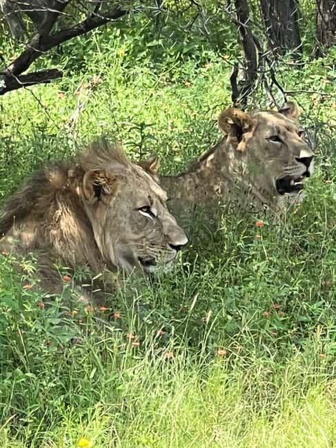 Johannesburg: Half-Day Big 5 Safari Tour - Dinokeng Game Reserve and the Big Five goal (plus the extras)