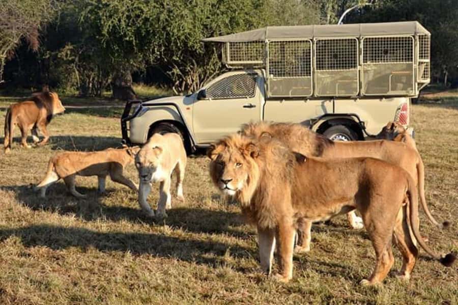 Johannesburg: Lion and Safari Park tour. Pick up Privately - How this Johannesburg Lion Safari Really Runs