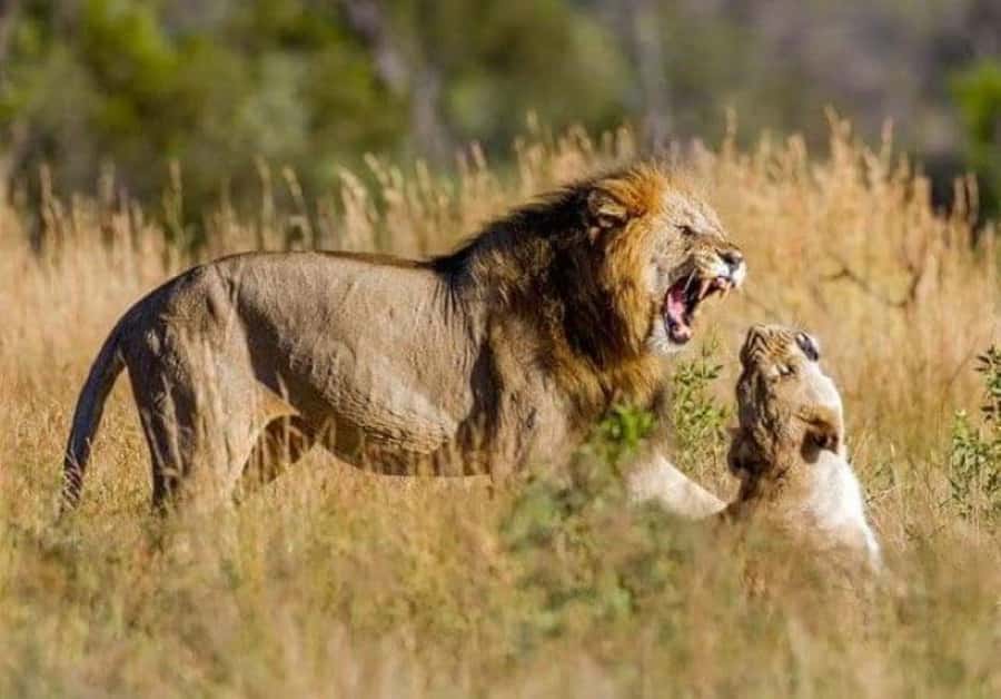 Johannesburg: Lion and Safari Park tour. Pick up Privately - Entering Lion and Safari Park: what you’ll see first