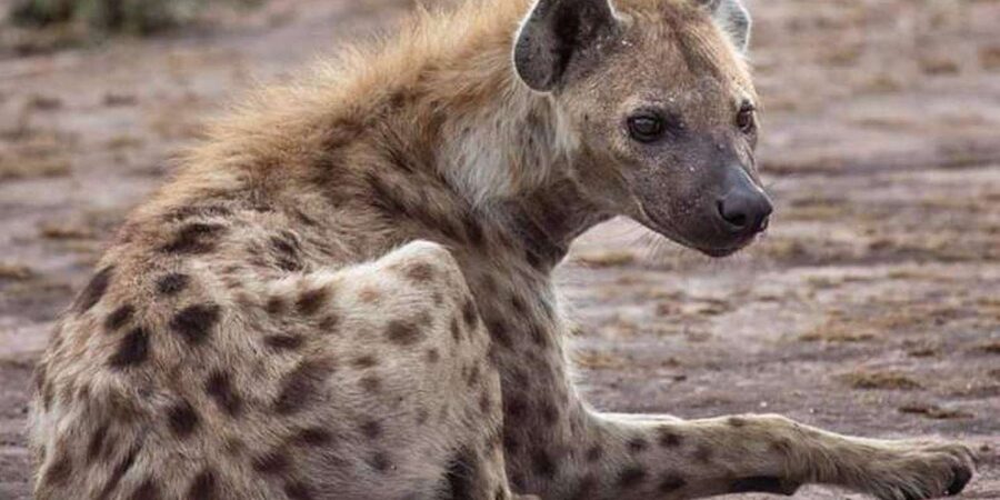 Johannesburg: Lion and Safari Park tour. Pick up Privately - Optional lunch at the park restaurant, plus Wetlands