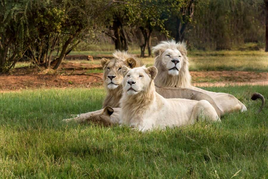 Johannesburg: Lion and Safari Park tour. Pick up Privately - Shopping time at the 5-dome centre and park shops