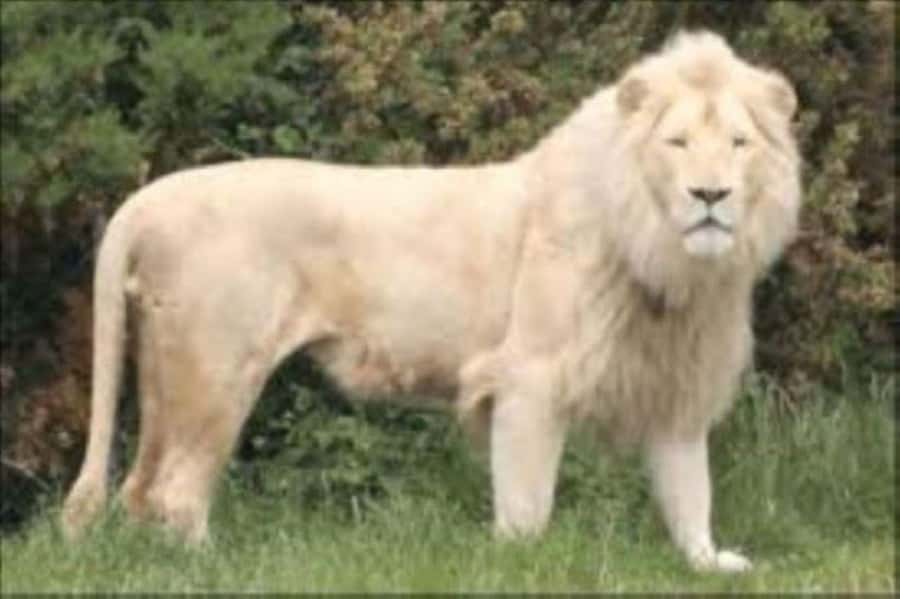 Johannesburg: Lion and Safari Park tour. Pick up Privately - Before you go: rules that can affect your day