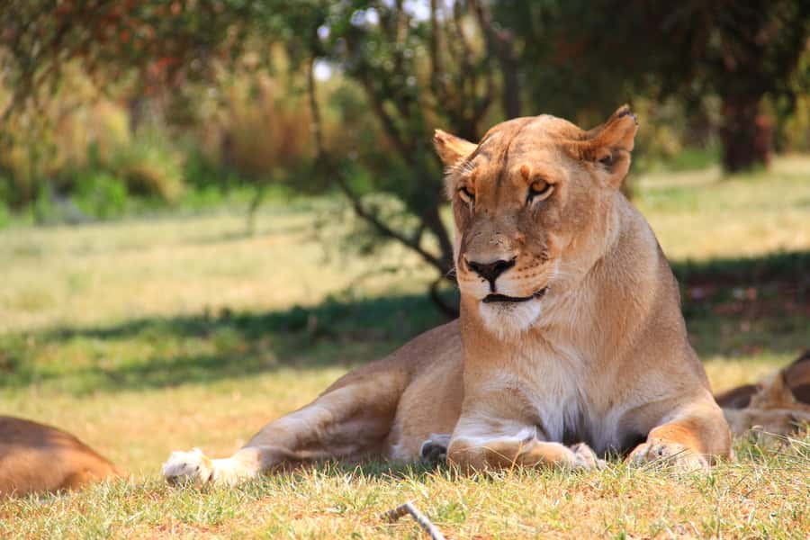 Johannesburg: Lion Park Safari and Cultural Village Tour - Quick takes before you go