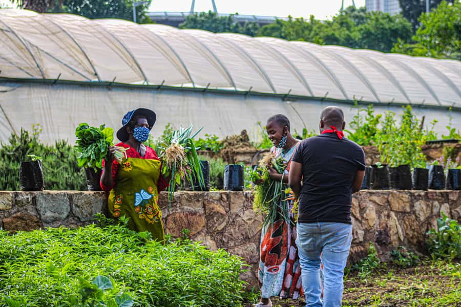 Johannesburg: Pan-African Cooking & Dinning Experience - Nutrition and Home-Grown Food: What You Can Carry Home