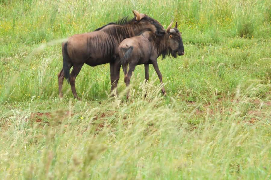 Johannesburg: Rhino and Lion Nature Reserve Safari - Key highlights you should care about