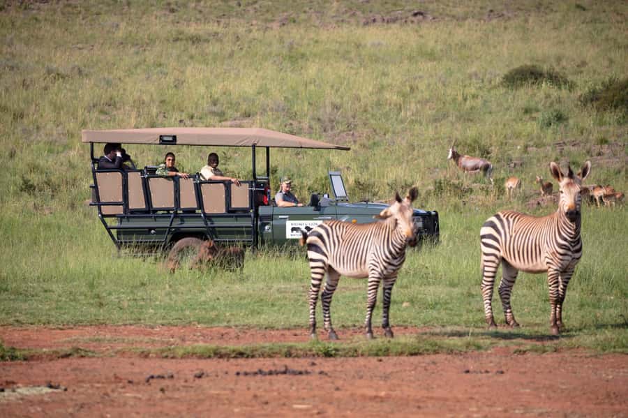 Johannesburg: Rhino and Lion Nature Reserve Safari - Wildlife odds at Rhino and Lion: lions, rhinos, wild dogs, and more