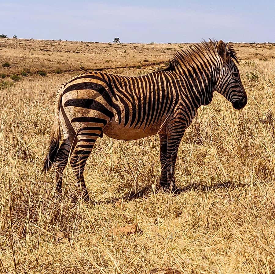 Johannesburg: Rhino and Lion Nature Reserve Safari - The guide and small-group size: why max 15 people changes the feel