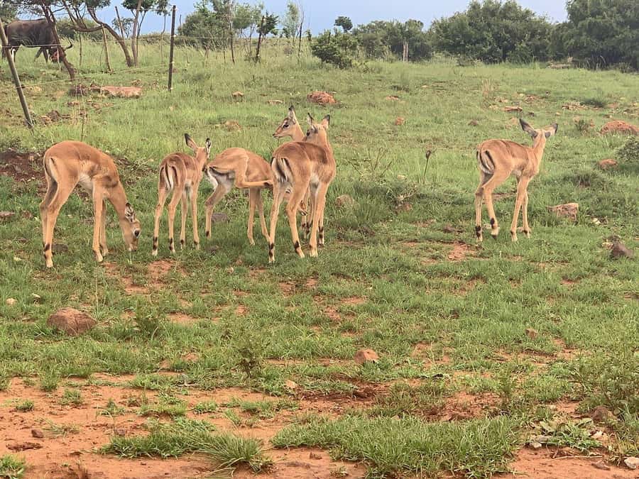 Johannesburg: Rhino and Lion Nature Reserve Safari - Who should book this safari, and who should skip it?