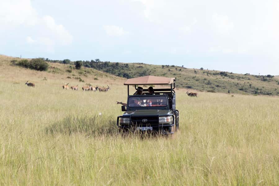 Johannesburg: Rhino and Lion Nature Reserve Safari - Inside the open-vehicle game drive: how spotting really works