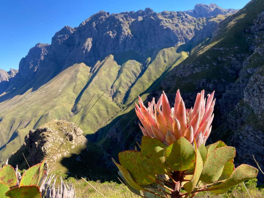 Jonkershoek Nature Reserve: Guided Panorama Trail Hike - The climb: 1,000 m up rocky gully to the high ridge
