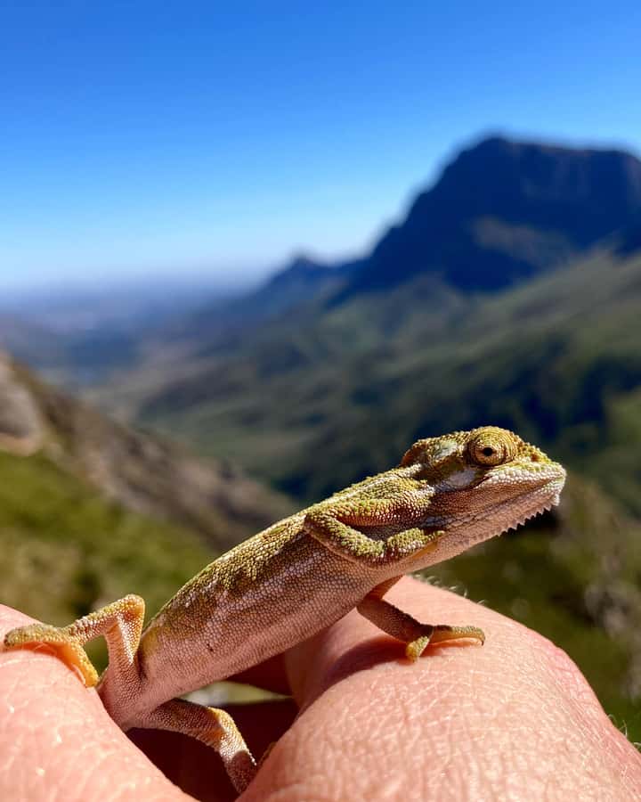 Jonkershoek Nature Reserve: Guided Panorama Trail Hike - What to bring: the essentials that keep the day comfortable