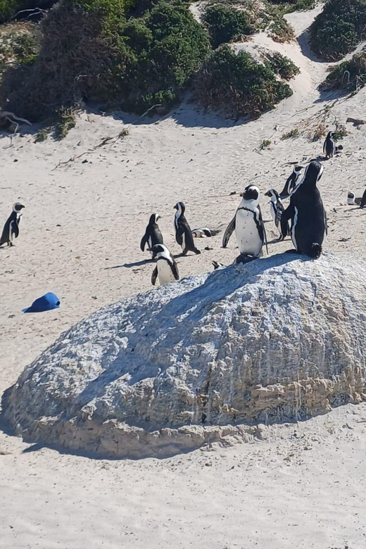 Kirstenbosch Garden, Bo-Kaap-Penguins & Cape Peninsula Tour - Price and Value: What You Get for About $54, and What Adds Up
