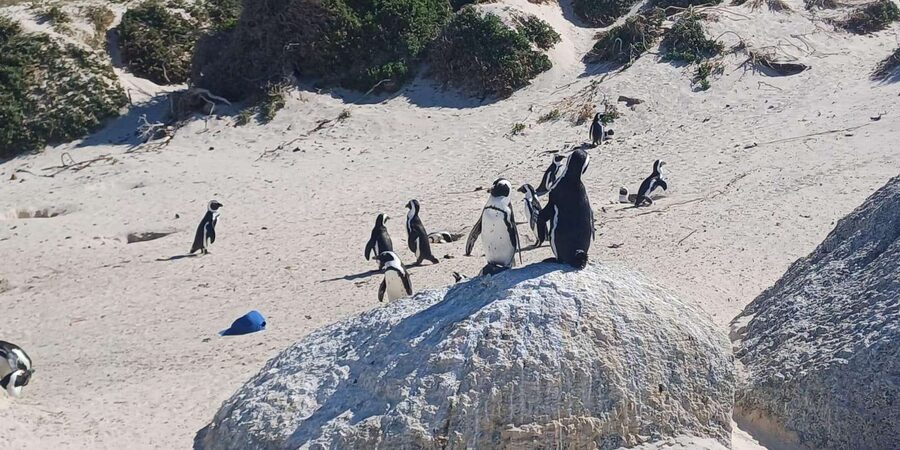 Kirstenbosch Garden, Bo-Kaap-Penguins & Cape Peninsula Tour - Chapman’s Peak Drive and Hout Bay Seals Before the Evening Drop-Off
