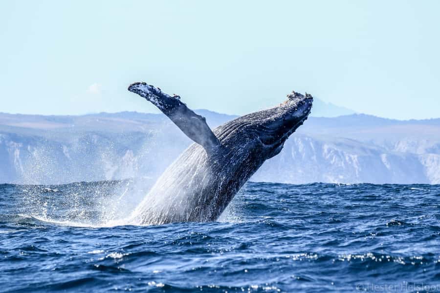 Knysna: Close Encounter Whale Watching Tour by Boat - Price and value for a 2-hour whale watch around Knysna Heads