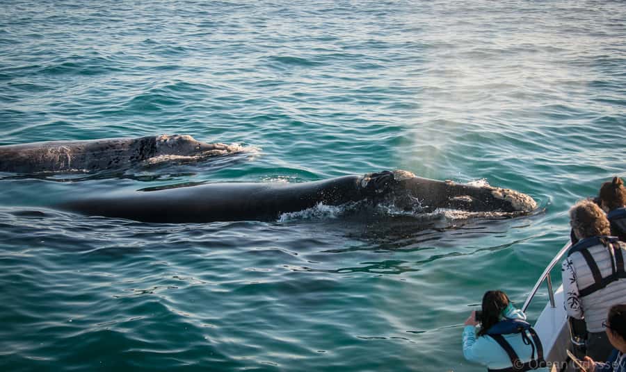 Knysna: Close Encounter Whale Watching Tour by Boat - Knysna Heads: where whales use warm, protected water