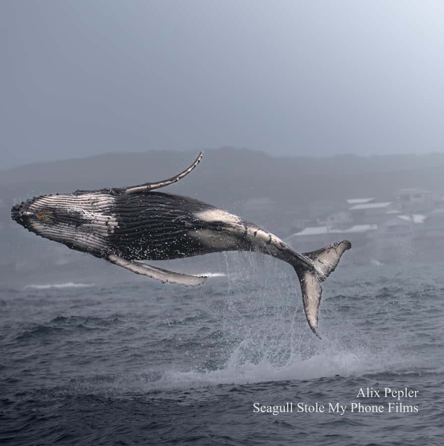 Knysna: Close Encounter Whale Watching Tour by Boat - The whale spotter system that changes the odds