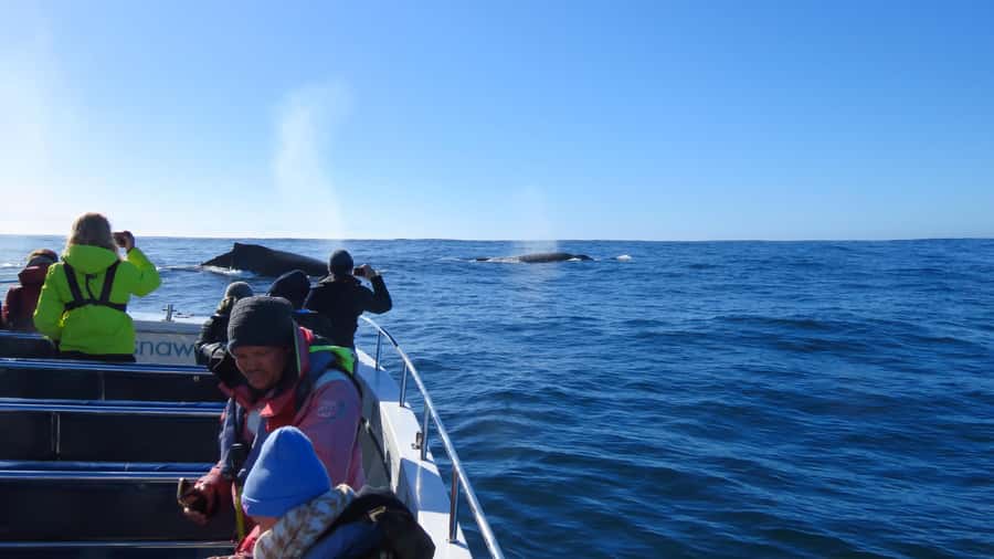 Knysna: Close Encounter Whale Watching Tour by Boat - Knysna Heads and open ocean time: humpbacks are the main target