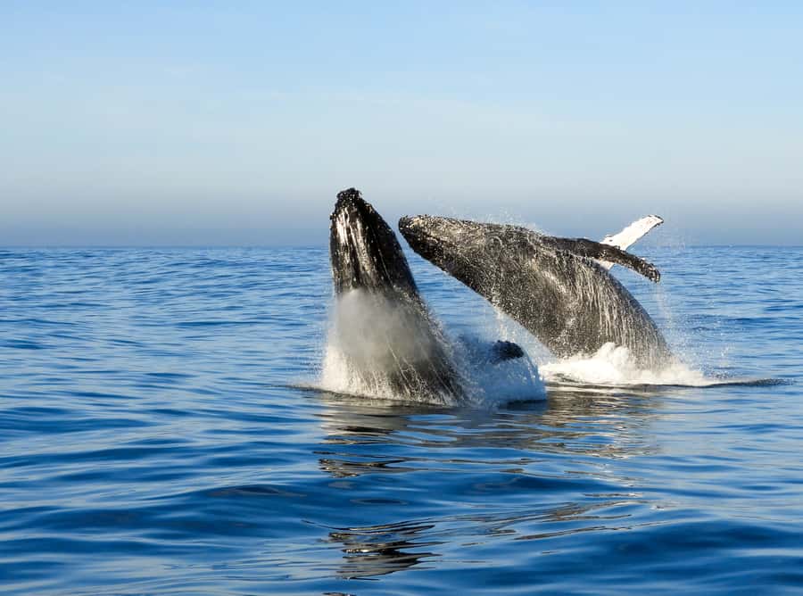 Knysna: Close Encounter Whale Watching Tour by Boat - What you can do during the 2 hours (and what to skip)
