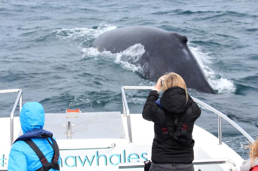 Knysna: Close Encounter Whale Watching Tour by Boat - Ride comfort and safety: why you should take motion seriously