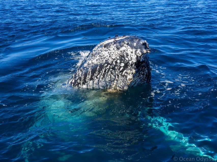 Knysna: Close Encounter Whale Watching Tour by Boat - Wildlife viewing etiquette that helps you and protects them