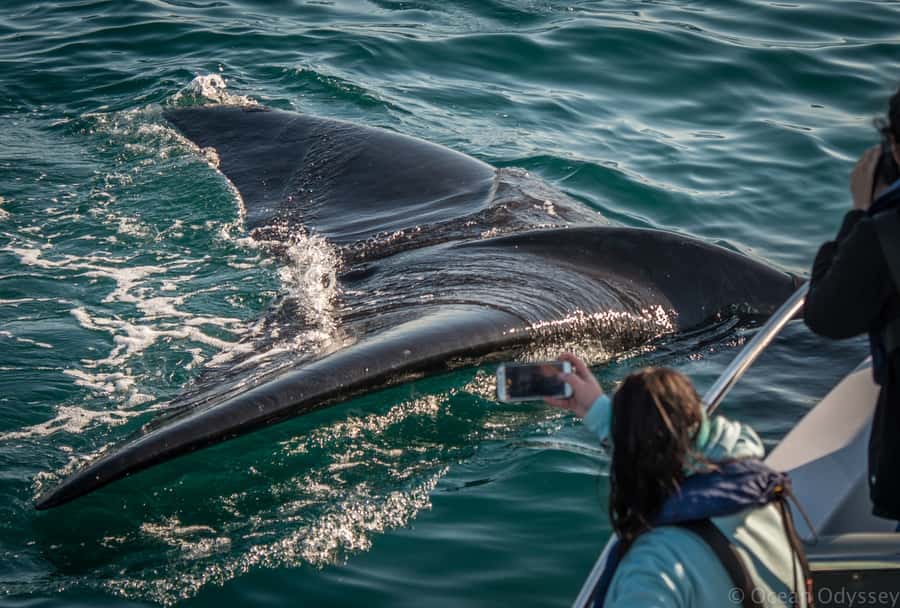 Knysna: Close Encounter Whale Watching Tour by Boat - Dolphin, seals, and the small surprises that make the trip feel complete