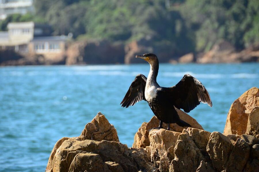 Knysna Heads and Estuary Adventure - Key highlights that make this boat ride different