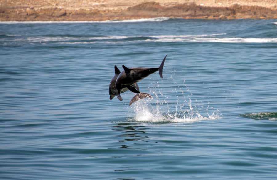 Knysna: Marine Life & Garden Route Coastline Tour - Knysna Heads to the Indian Ocean, in 90 minutes