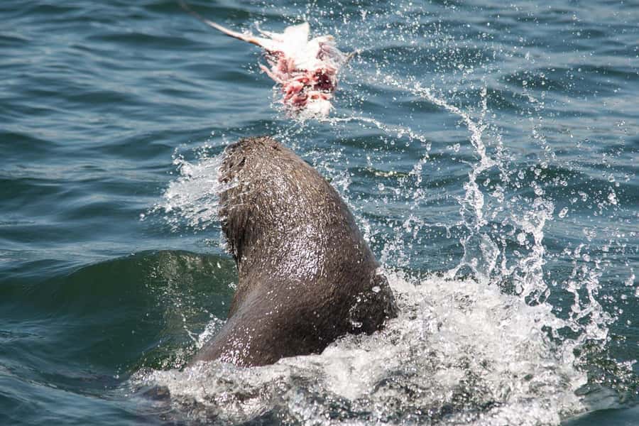 Knysna: Marine Life & Garden Route Coastline Tour - Caves, cliffs, beaches, and the guide-led “read” of the landscape
