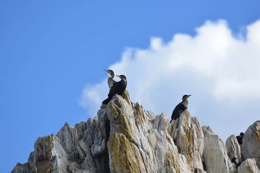 Knysna: Marine Life & Garden Route Coastline Tour - Price and value: $5 for a real marine outing